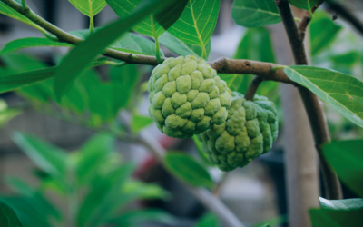 The Medicinal Plants of Suriname: Natural Remedies from the Rainforest