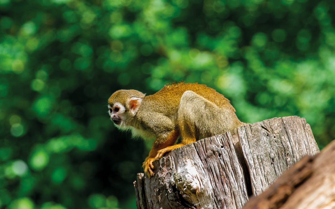 Ecotourism in Suriname: Nature Conservation in the Foreground