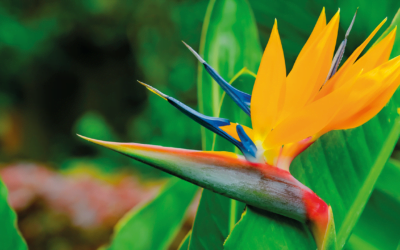 An Enchanting Journey through the Surinamese Rainforest