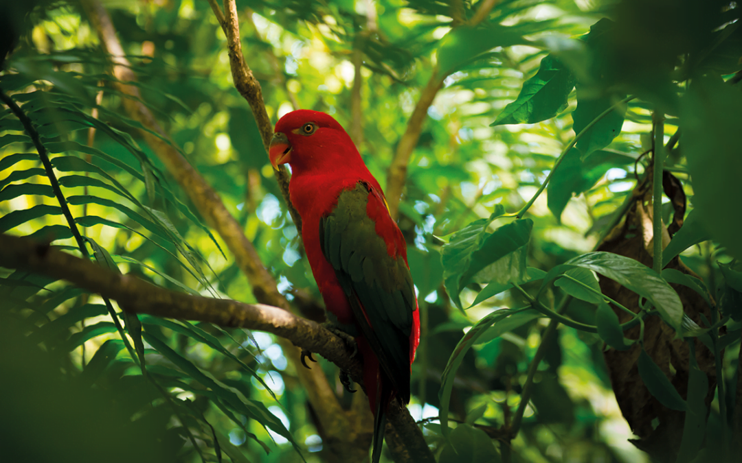 Survival in the Jungle: An Adventurous Survival Journey