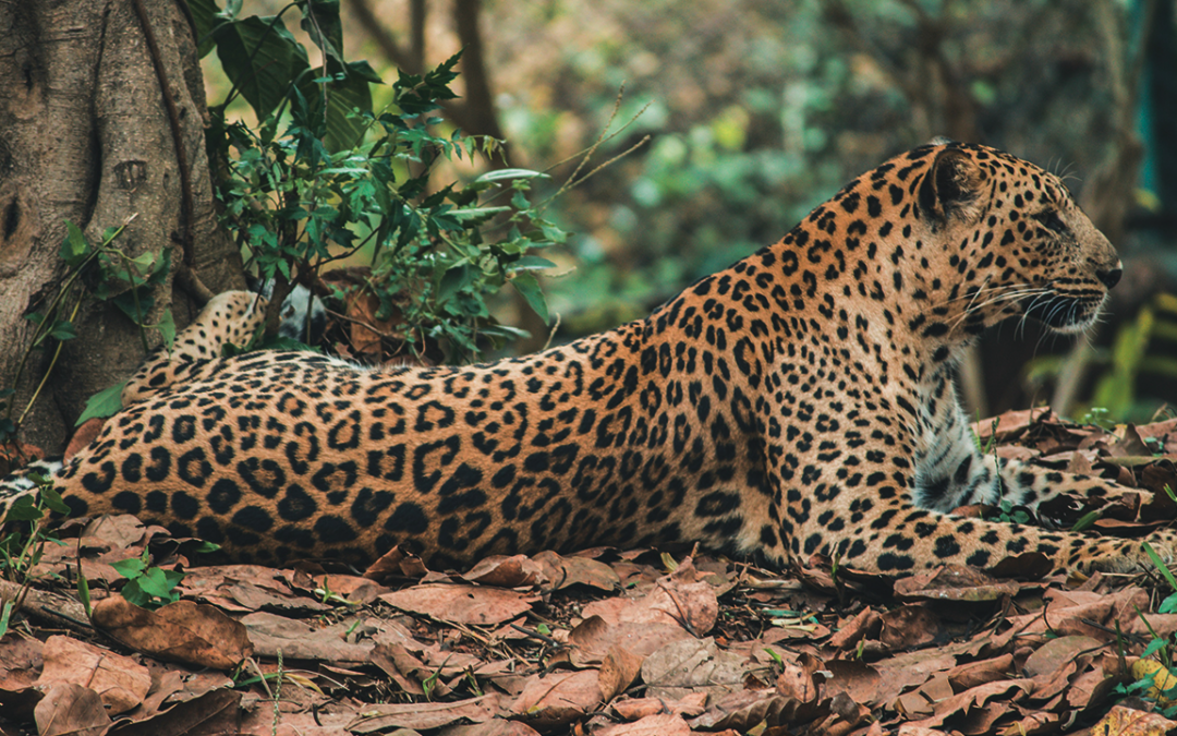 Wildlife of Suriname: An Incredible Encounter